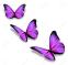 papillon2
